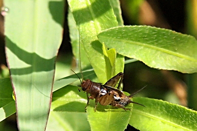 [This creature has a similar body-type to a grasshopper, but has two long tails sticking out from its back end which resemble stingers on flying insects. This is a left side view of the cricket as it sits on a leaf. Its large back legs are two-toned in shades of brown.]